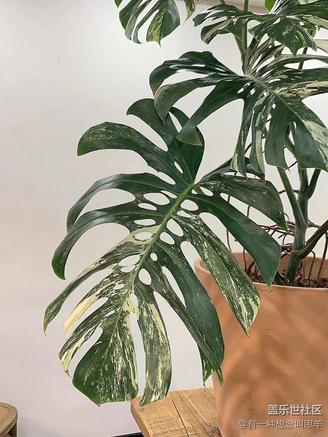 【呼喚夏日】猜猜這叫什么