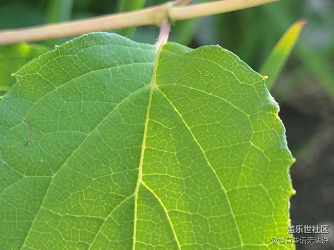 【呼喚夏日】路邊盛開的花