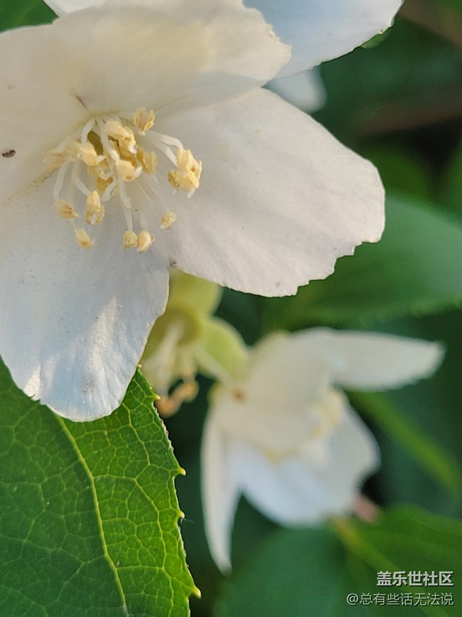 【呼喚夏日】路邊盛開的花