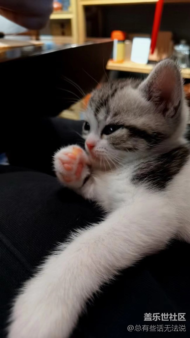 【食糧】+ 擼貓