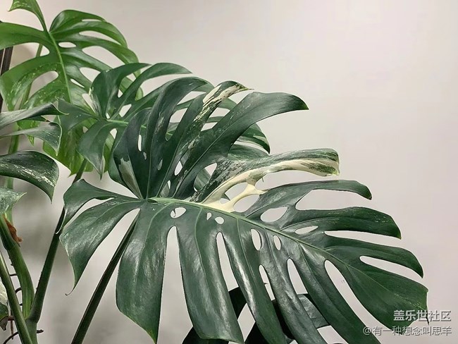 【呼喚夏日】猜猜這叫什么