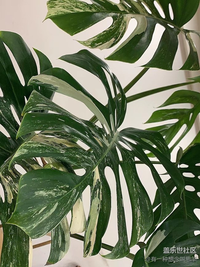 【呼喚夏日】猜猜這叫什么