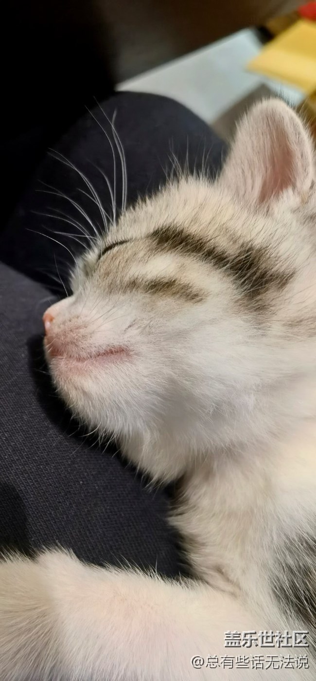 【食糧】+ 擼貓