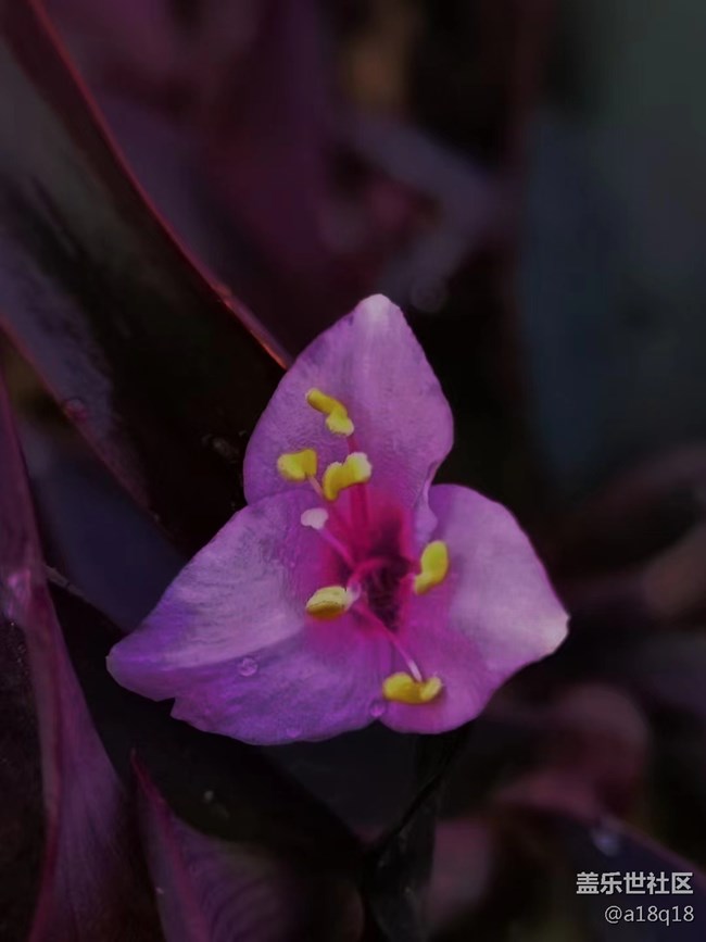 【端午生活隨手拍】