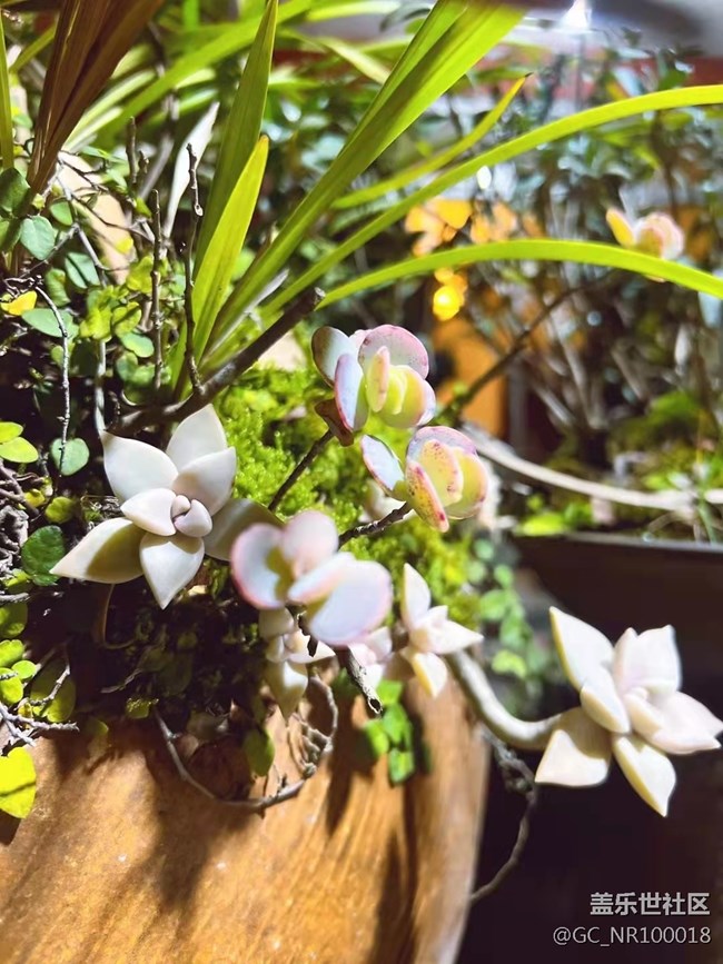 【端午生活隨手拍】