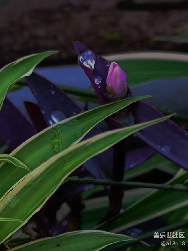 【端午生活隨手拍】