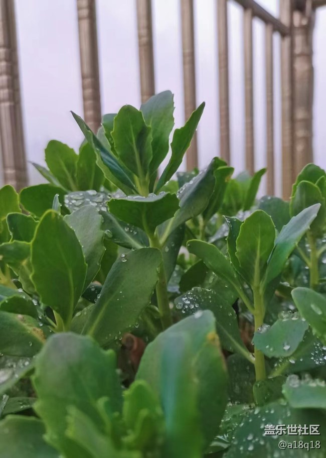 【端午生活隨手拍】