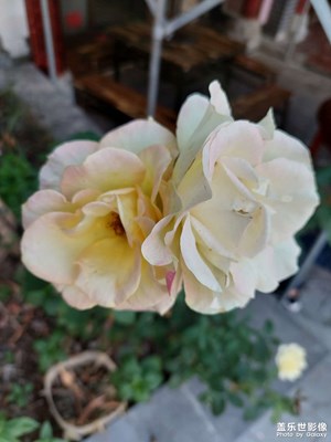 一枝雙花
