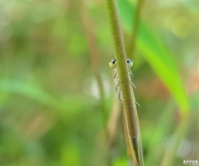 【把生活拍成電影】多彩豆娘