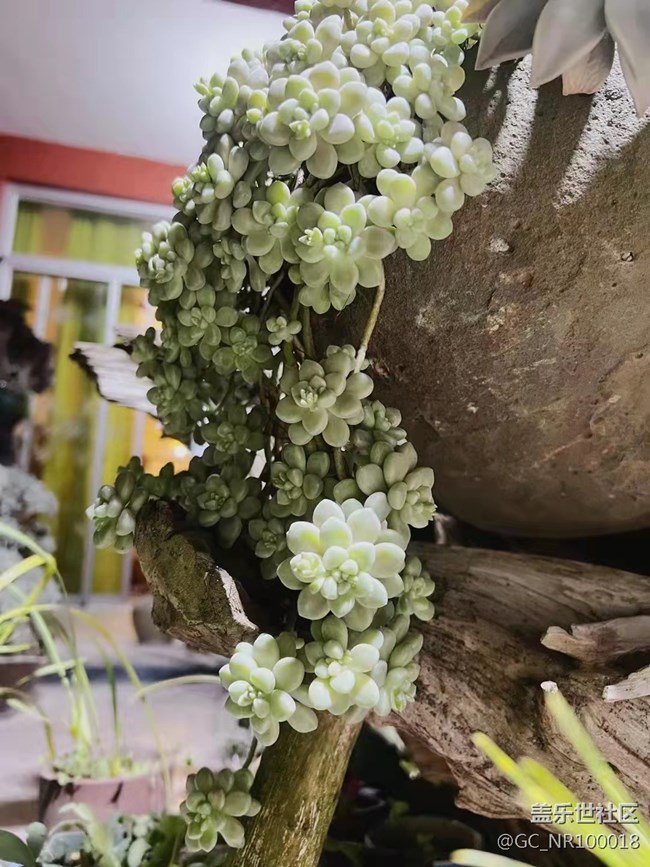 【端午生活隨手拍】