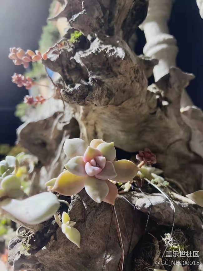 【端午生活隨手拍】