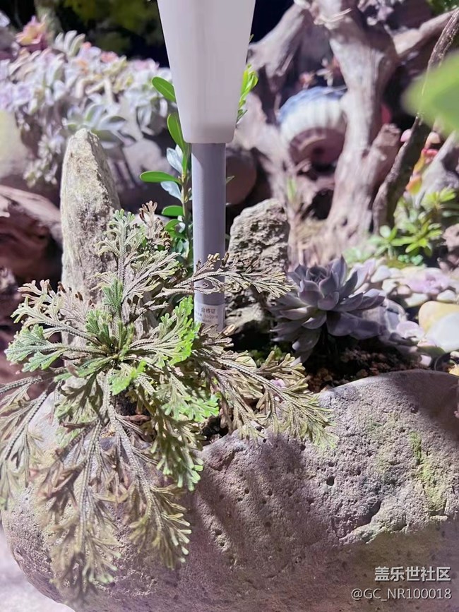 【端午生活隨手拍】