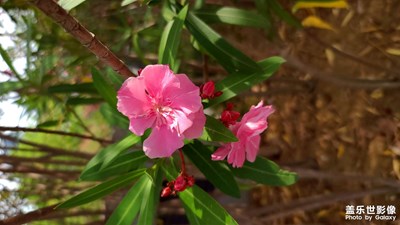 夏日隨筆