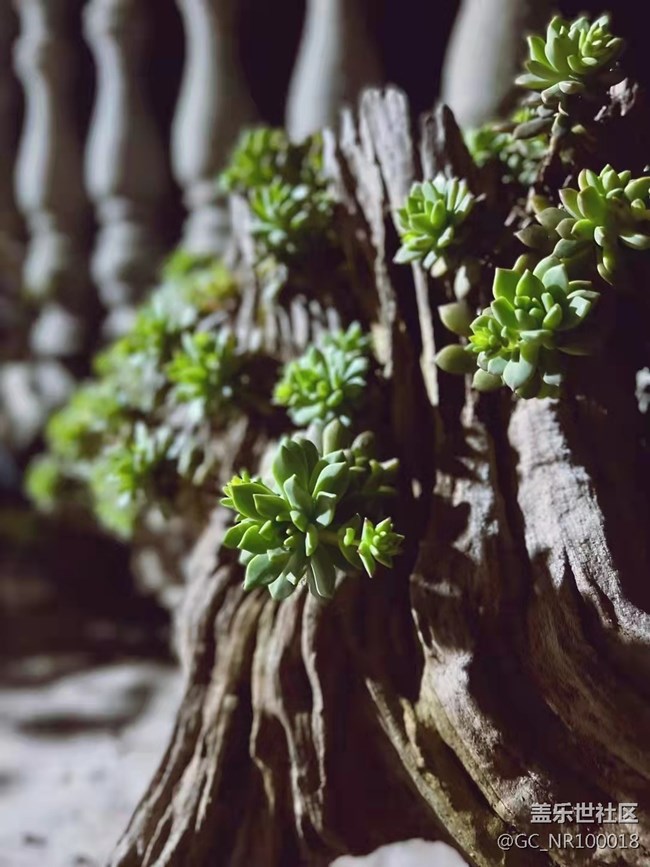 【端午生活隨手拍】