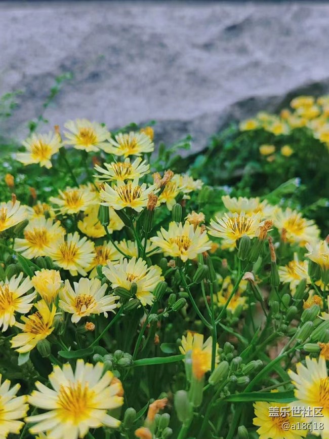 【端午生活隨手拍】