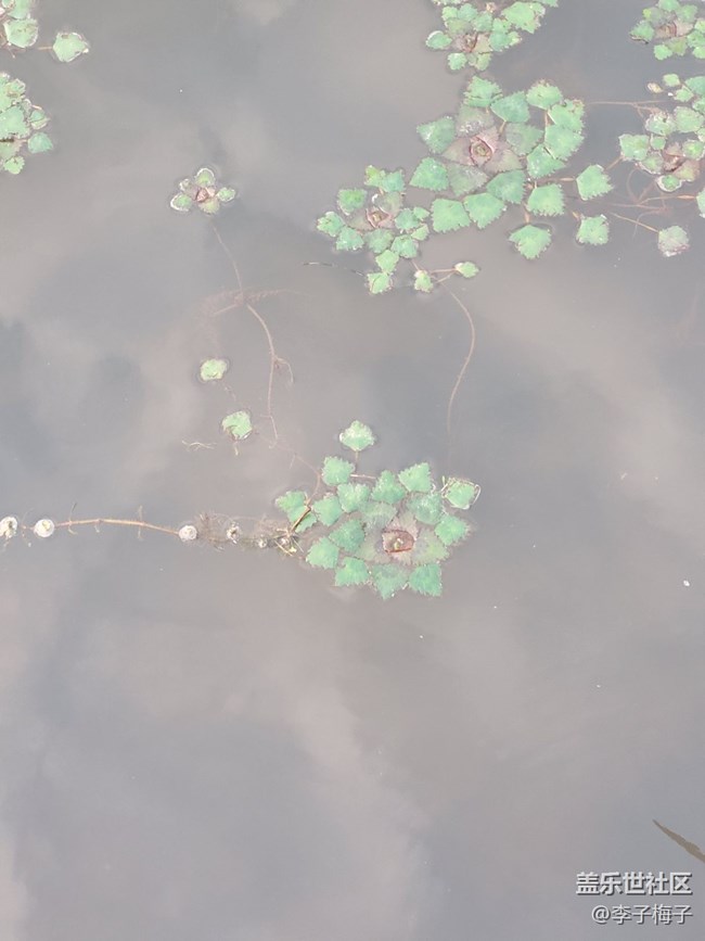 【端午生活隨手拍】