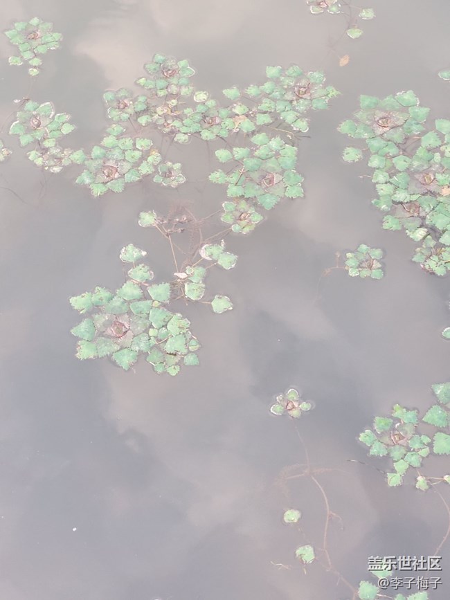 【端午生活隨手拍】