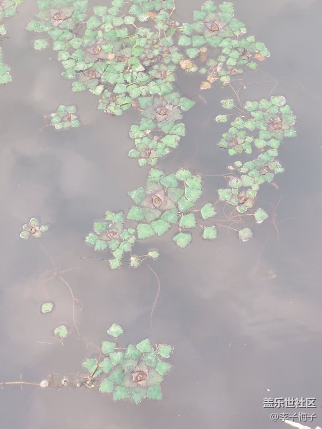 【端午生活隨手拍】