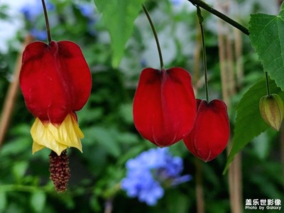 紅燈籠+燈籠花