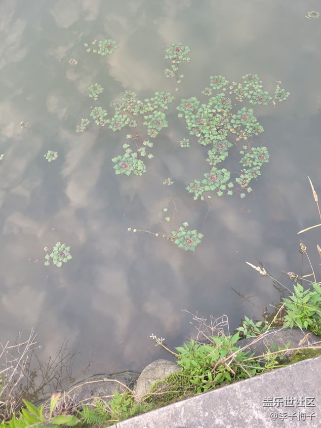 【端午生活隨手拍】