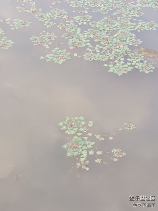 【端午生活隨手拍】