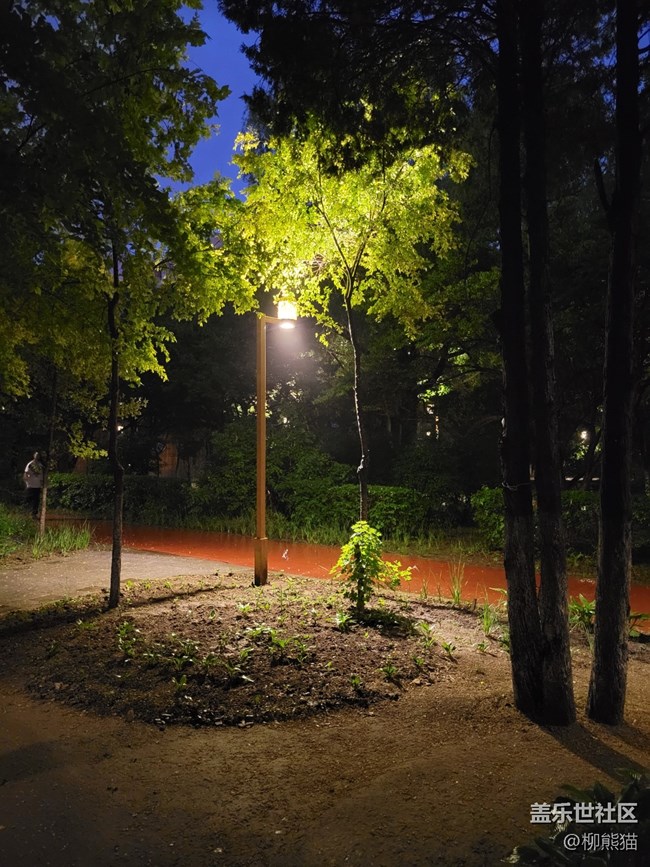 【呼喚夏日】雨天夜晚的綠植
