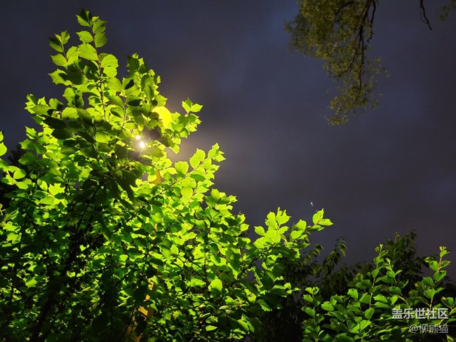 【呼喚夏日】雨天夜晚的綠植