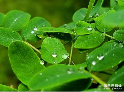 雨后花草樹木