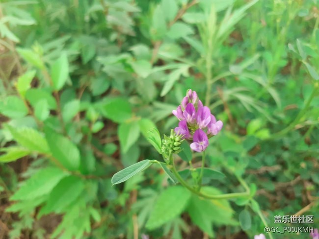 【初夏的樣子】夏天的樹