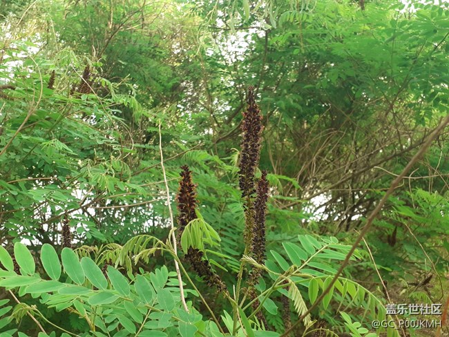 【初夏的樣子】夏天的樹