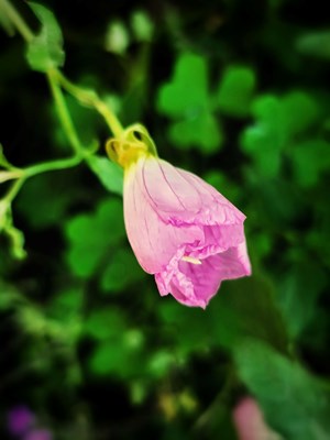 【把生活拍成電影】+花與葉