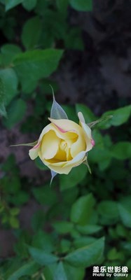 開(kāi)或不開(kāi)，花都是花