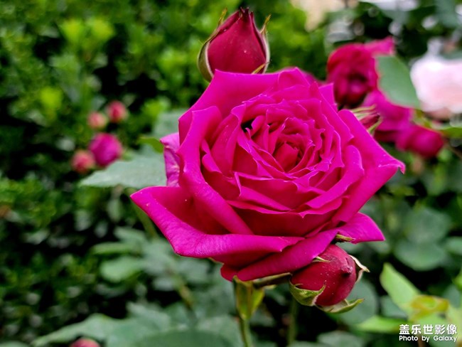 《每周星鮮事》 第107期: