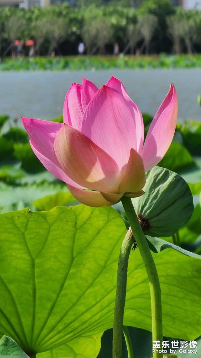 《每周星鮮事》 第107期: