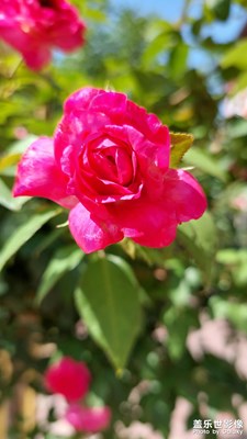 陽光下的花朵