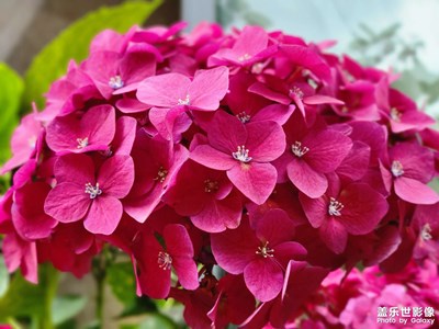 那色花