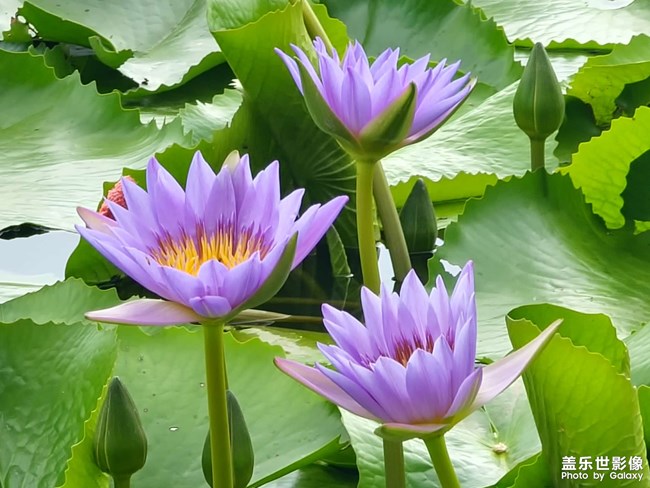 《每周星鮮事》 第107期:分享記錄你的端午生活