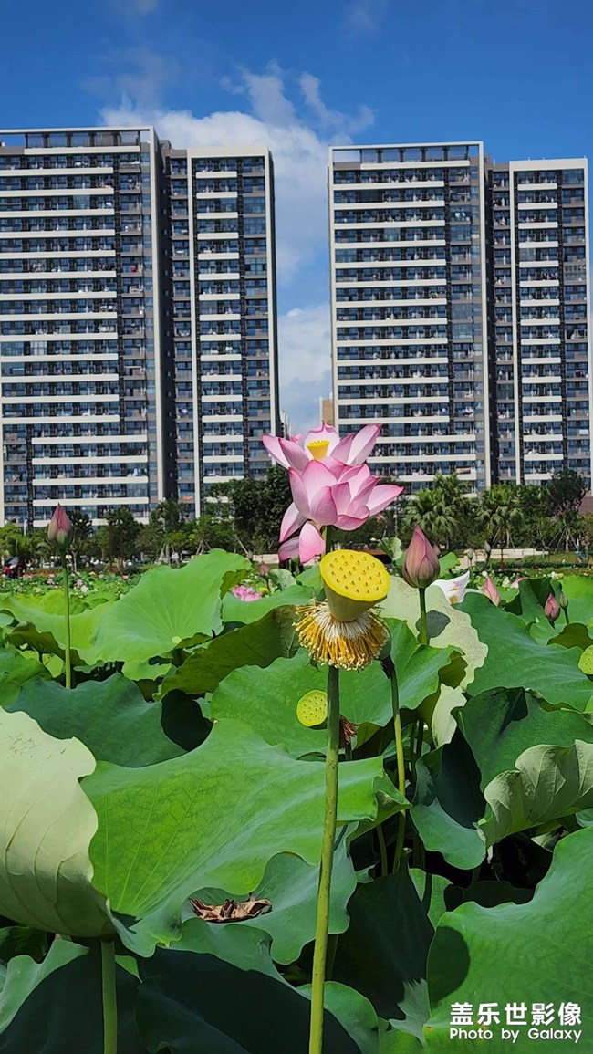 《每周星鮮事》 第107期: