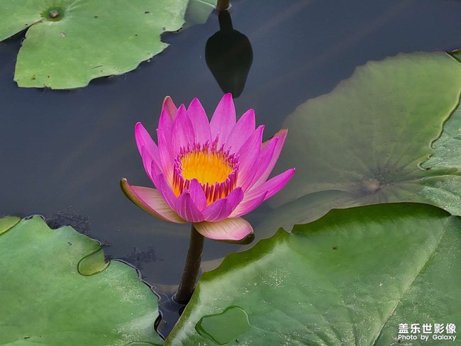 《每周星鮮事》 第107期: