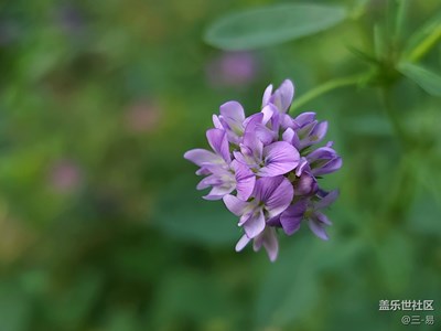 苜蓿花