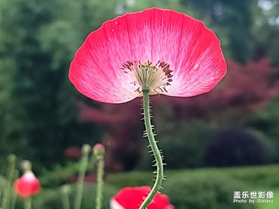 【與光影同行】+虞美人