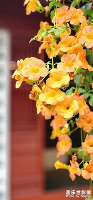 400多年的凌霄花開滿樹！