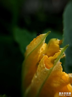 雨天的野花