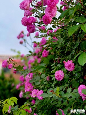 一花一世界。