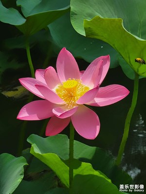 蜂與荷