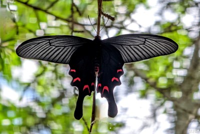 一只愛晨練的蝴蝶