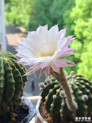 仙人掌開花了