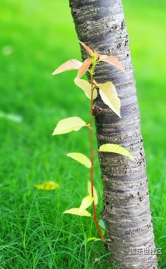 [初夏的樣子]—五月的隨拍