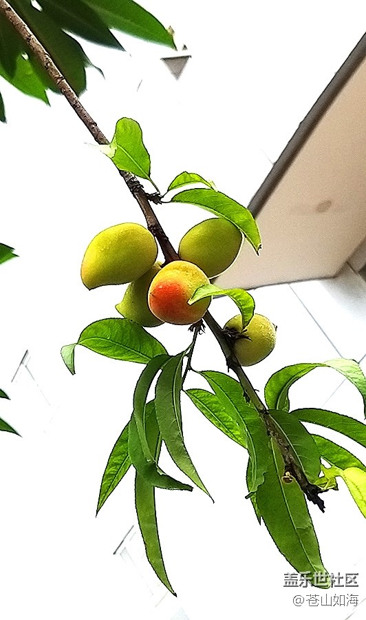 [初夏的樣子]—五月的隨拍