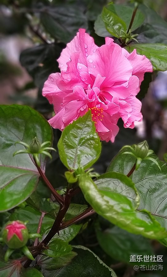 [初夏的樣子]—五月的隨拍